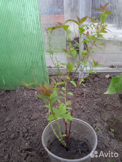 Саженцы спиреи