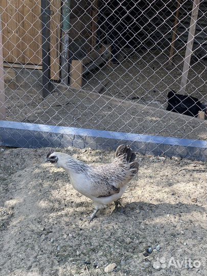 Куры люкейданьдзы