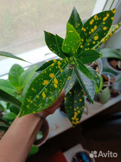 Кротон аукуболистный