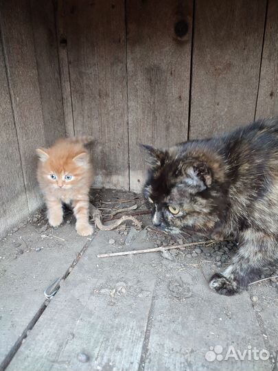 Отдам котят в добрые руки