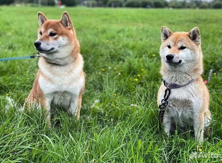 Выгул собак на время вашего отдыха и не только