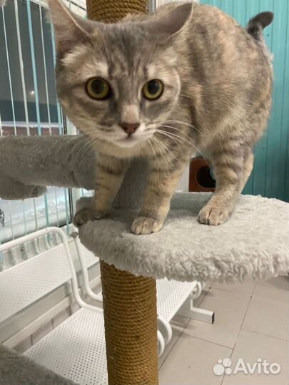 Найдена кошка