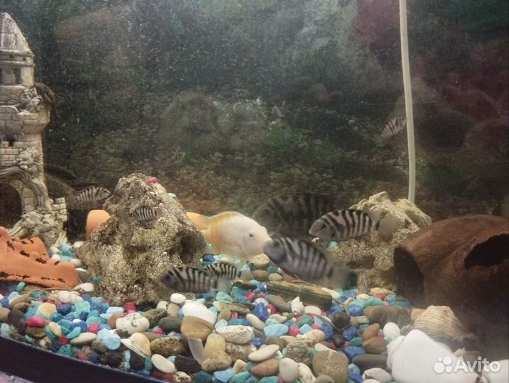 Аквариумные рыбки