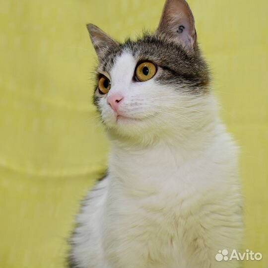 Кошка Лика в добрые руки