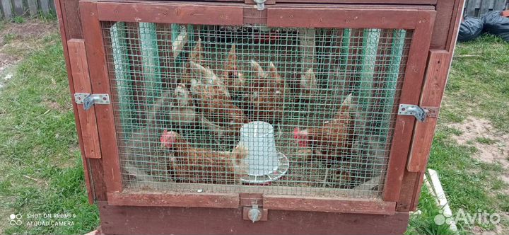 Курятник и 10 куриц