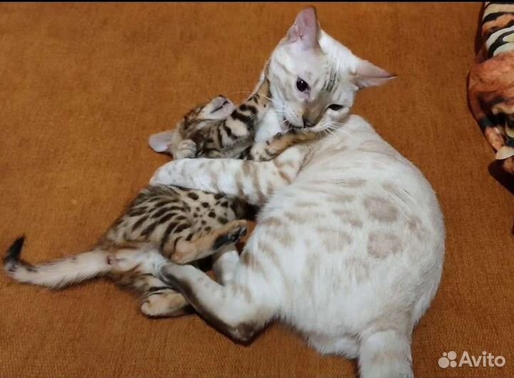 Бенгальские снежные и классические с документами