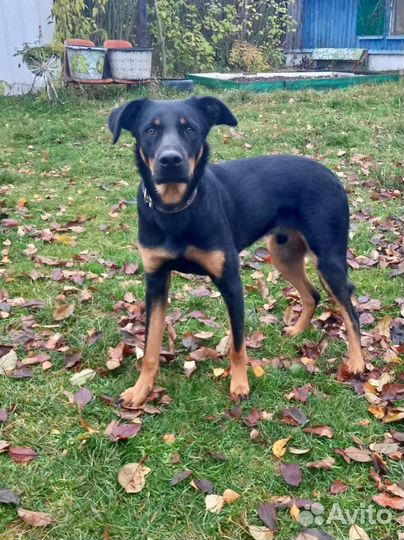 Ягдтерьер(метис)