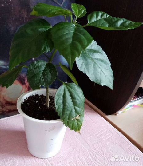 Прекрасная китайская роза (гибискус)