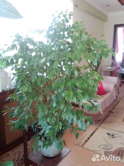 Фикус бенджамина пестролистный