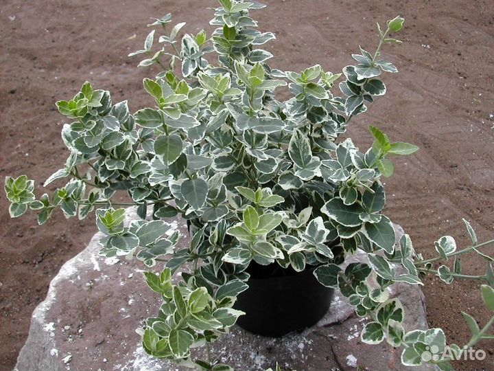 Бересклет Форчуна 