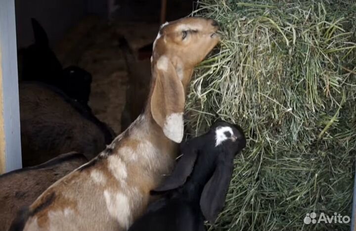 Козы англонубийские