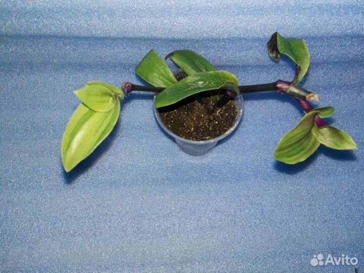 Традесканции сортовые