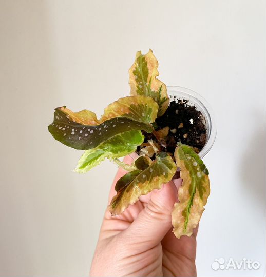 Редкие бегонии 1. Кейны