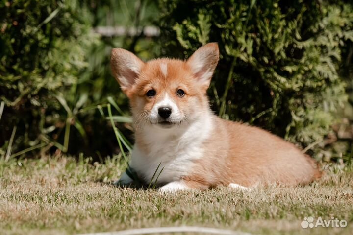 Щенки вельш корги пемброк