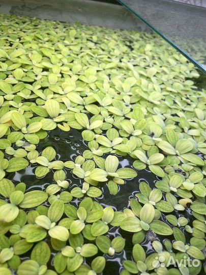 Растения пистия