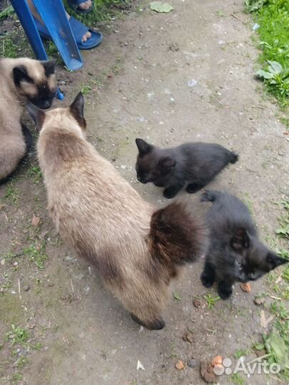 Бобтейл кошки, 1,5 мес