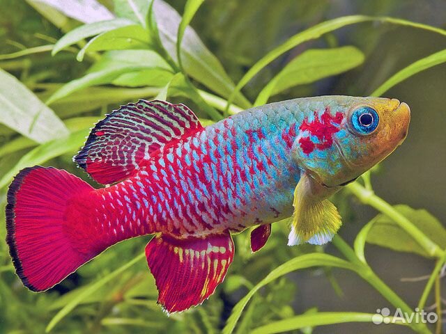 Нотобранхиус Гюнтера (Nothobranchius guentheri)