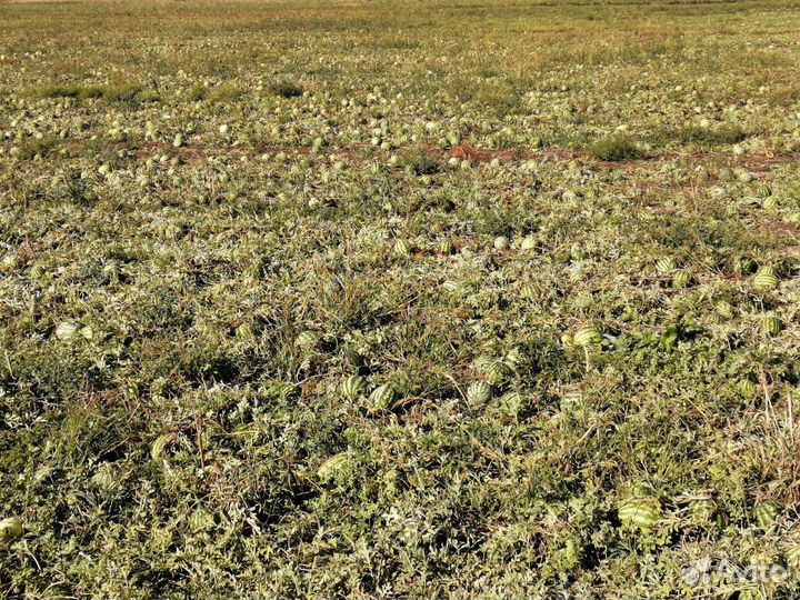 Мелкие арбузы