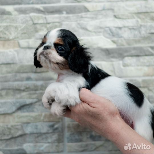 Кинг чарльз спаниелька