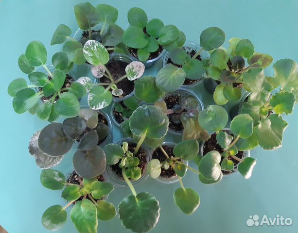 Фиалка детки почтой набор