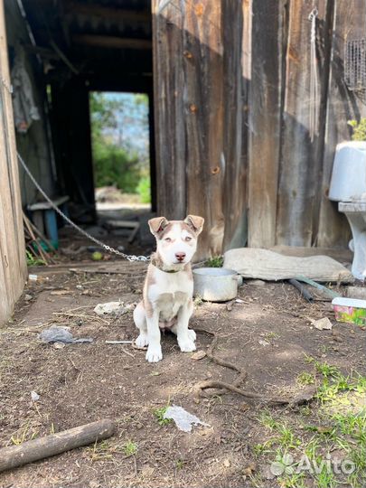 Щенок в добрые руки бесплатно лайки