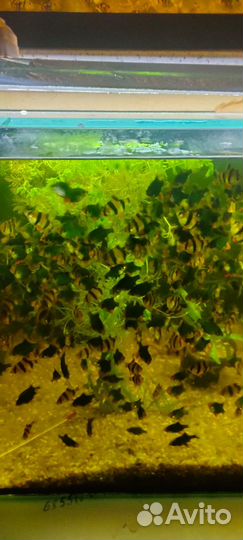 Аквариумные рыбки