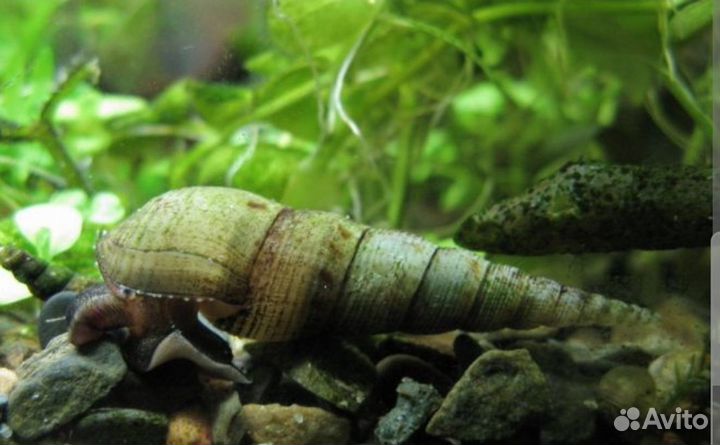 Улитки мелании