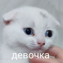 Шотландские котята