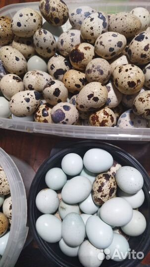 Яйцо домашнее