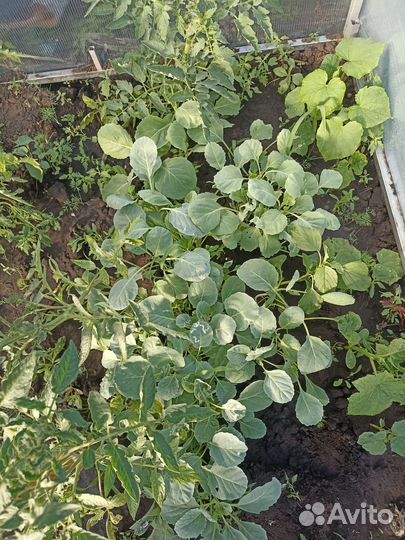 Рассада капусты брюсельская белокочанная