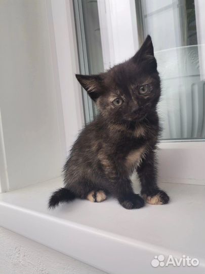 Котята в добрые руки бесплатно