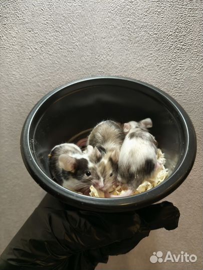 Мышь декоративная