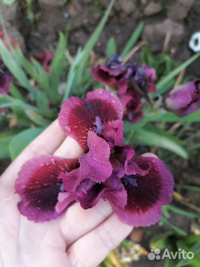 Ирисы карлики