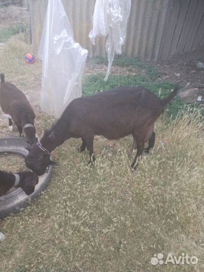 Коза Ла-Манча