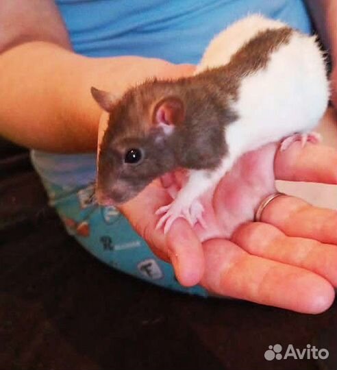 Крысы дамбо