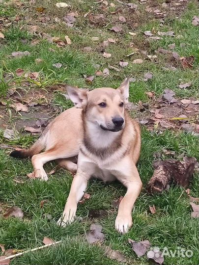 Щенок подросток Лаки ищет дом