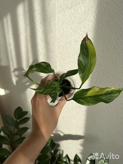 Спатифиллум домино