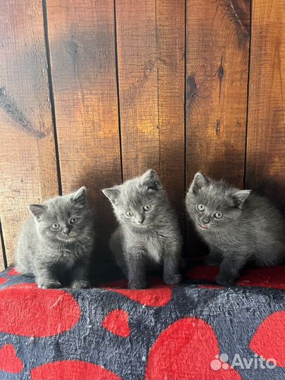 Британские котята