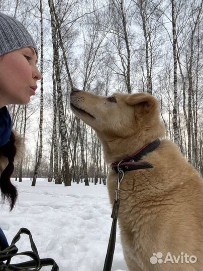 Собака в добрые руки