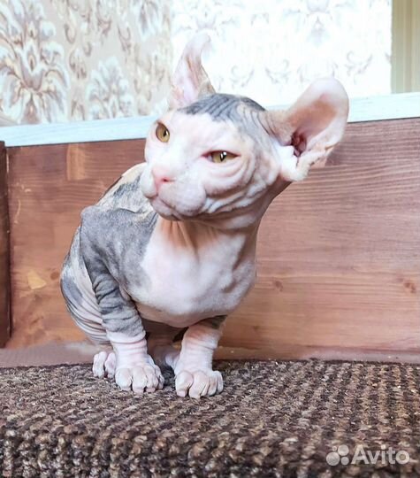 Котята сфинкс эльф