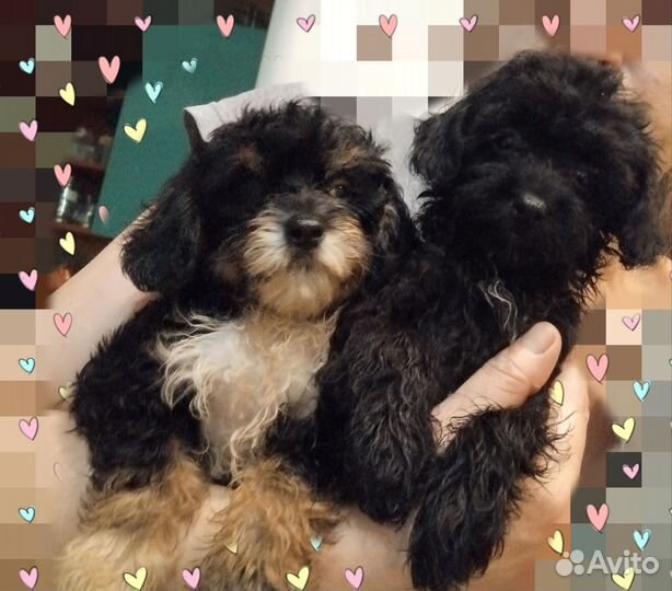 Цветные болонки