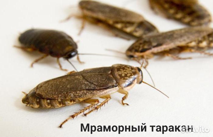 Насекомые, тараканы, зофобас, бражник, сверчки