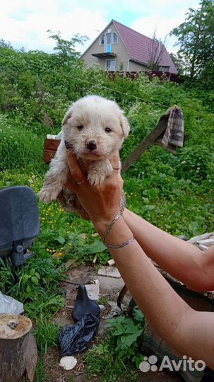 В добрые руки щенки