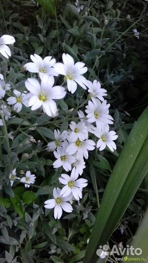 Растения садовые, дубки, вербейник и не только