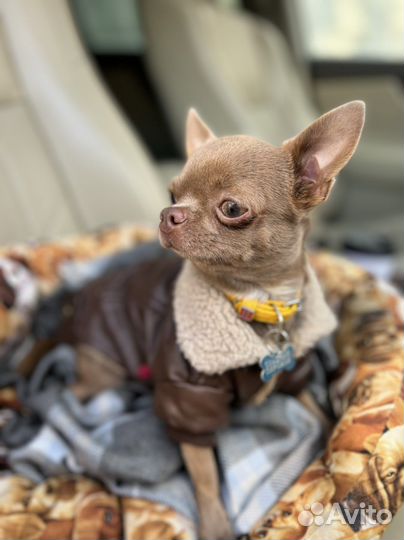 Вязка мини кобель лиловый ген Чихуахуа