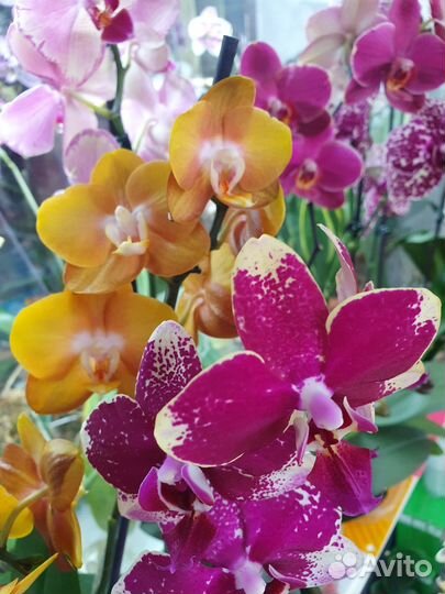Адаптированные орхидеи фаленопсис