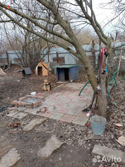 Собака в добрые руки отдам бесплатно