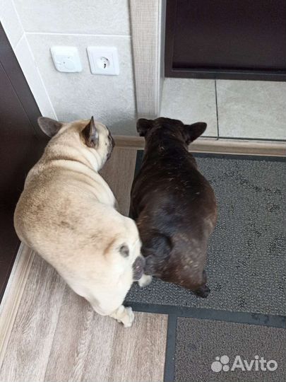 Вязка собак инструктор