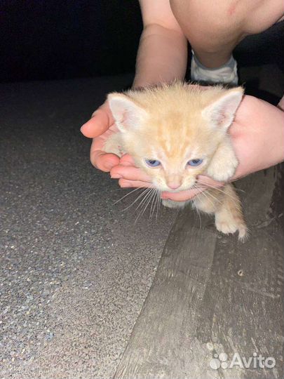 Котята в добрые руки бесплатно