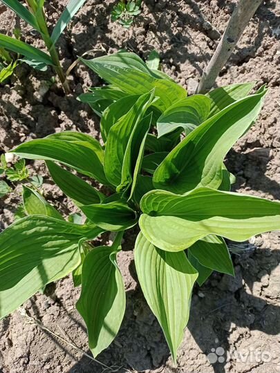 Хоста, антемис, роза парковая, рудбекия